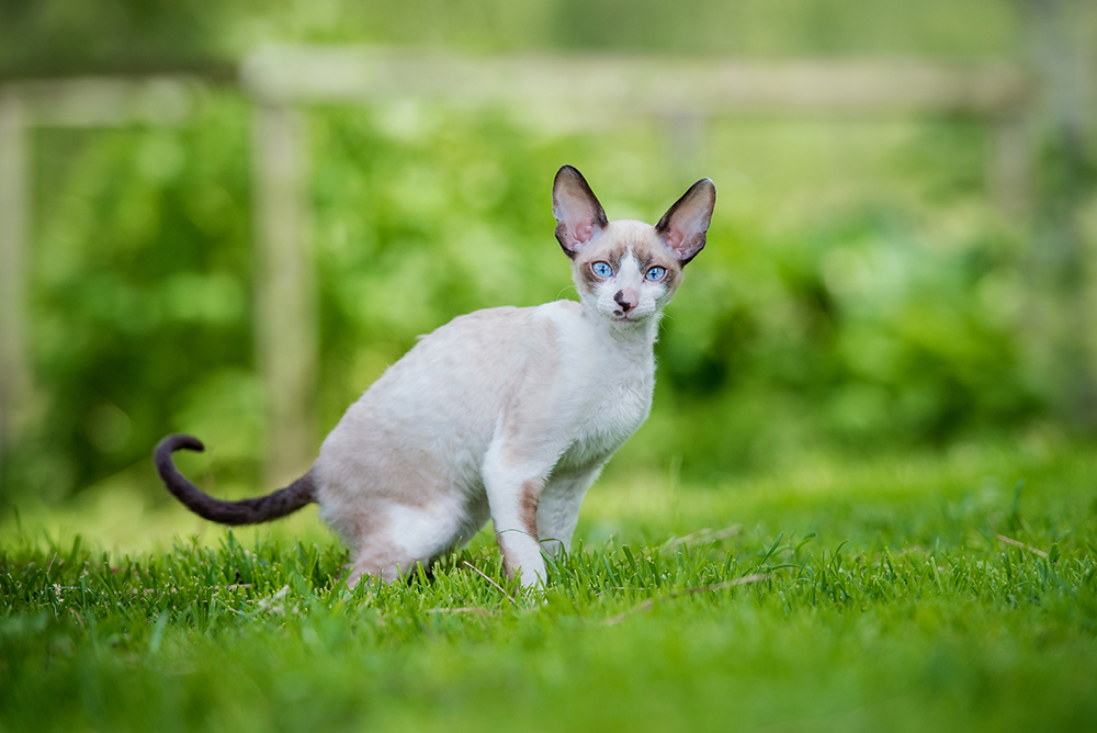 14 Cat Breeds With Curly Tails (With Info & Pictures)