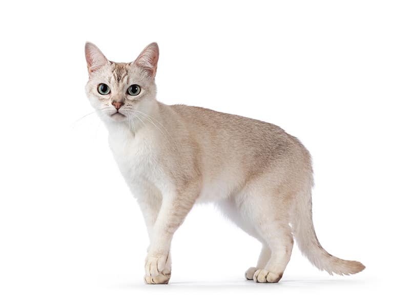 Asian Cat: Info, Pictures, Temperament & Care Guide