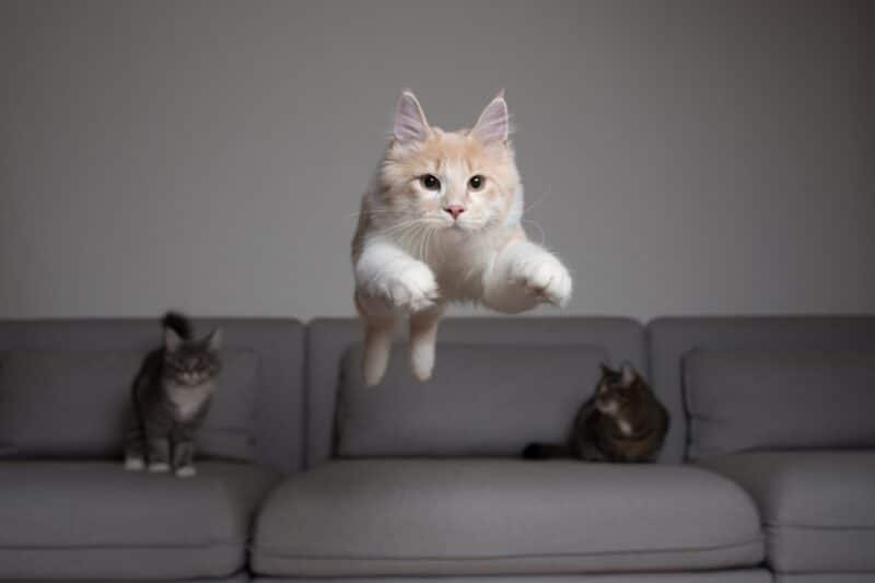 What’s the Maximum Height a Cat Can Fall from & Survive? Vet-Reviewed Science & Info