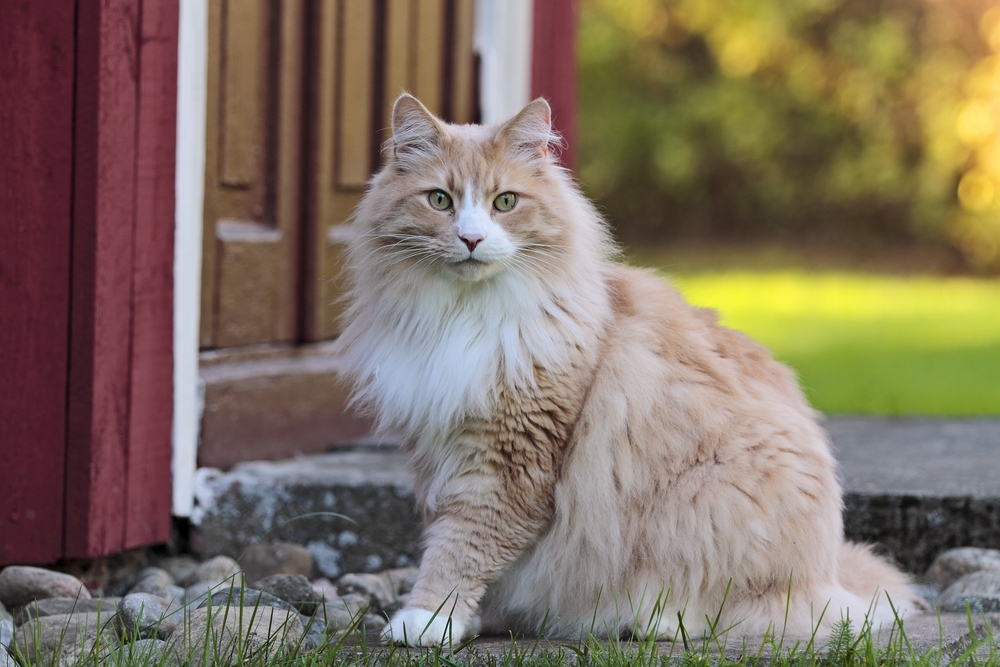 10 Common Cat Genetic Mutations (Vet-Approved)