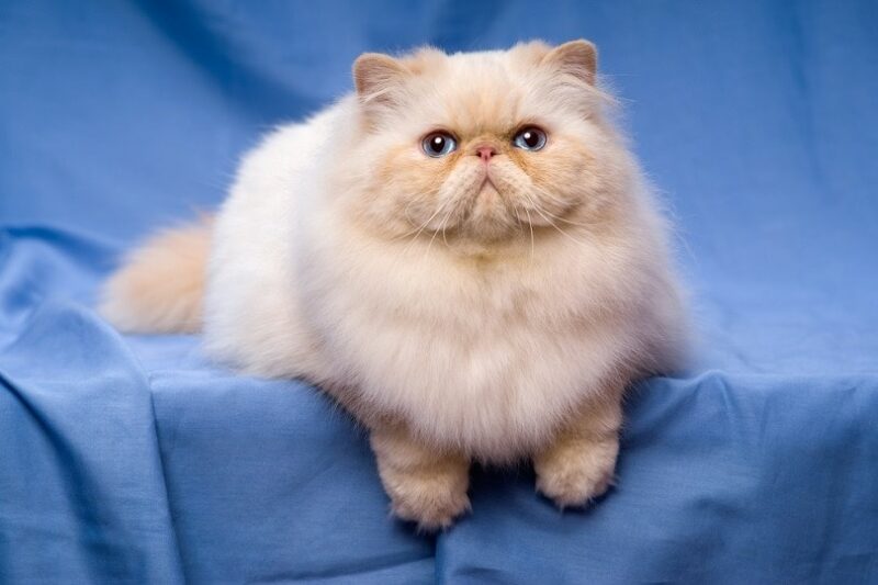 Brachycephalic Airway Syndrome in Cats: Signs, Causes, & Care (Vet Answer)