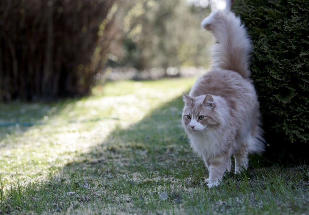 5 Cat Marking Behaviors: Vet-Reviewed Facts & Prevention