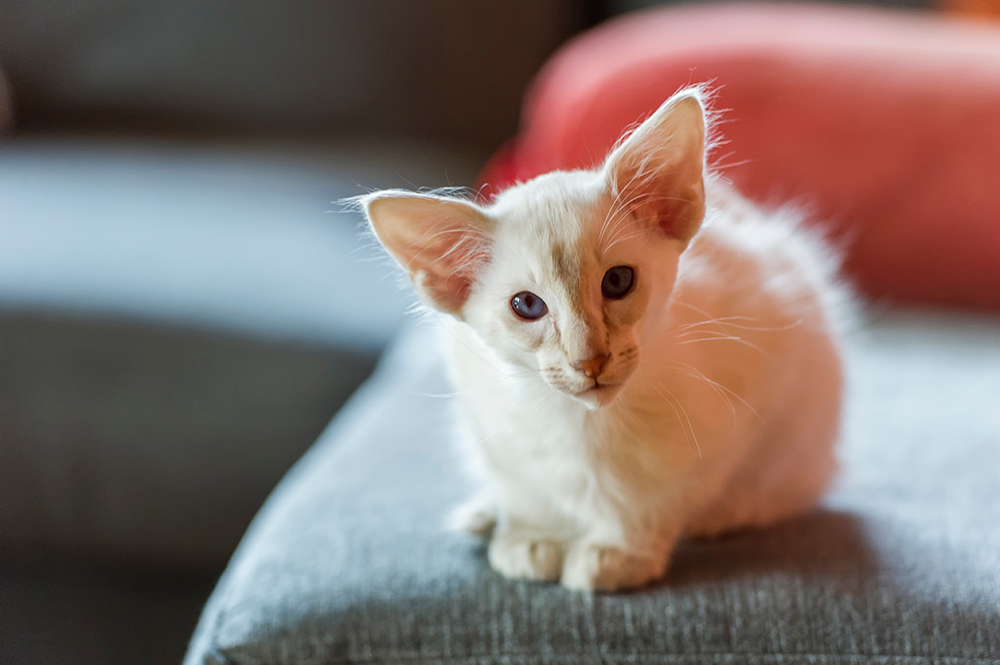 curious Balinese Kitten sitting on the Sofa