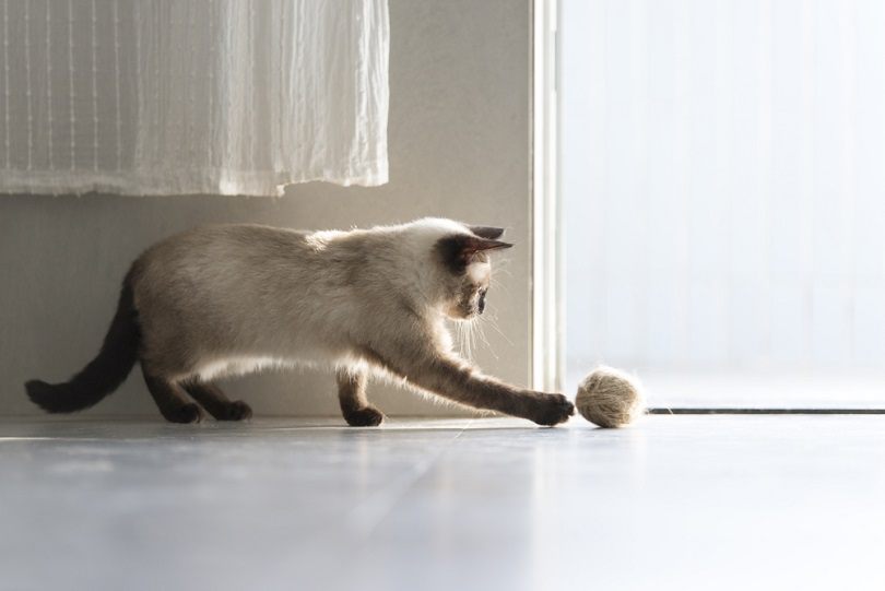 11 Most Intelligent Cat Breeds (With Info & Pictures)