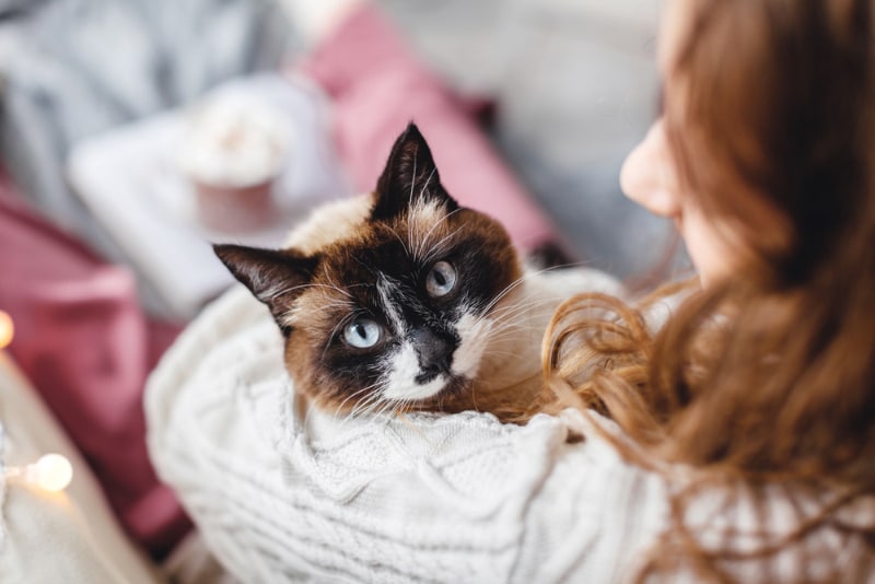 Do Cats Like When You Sing to Them? Fun Facts