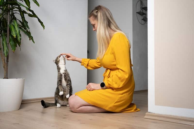 How to Train a Cat to Stay Indoors: 7 Vet-Approved Tips
