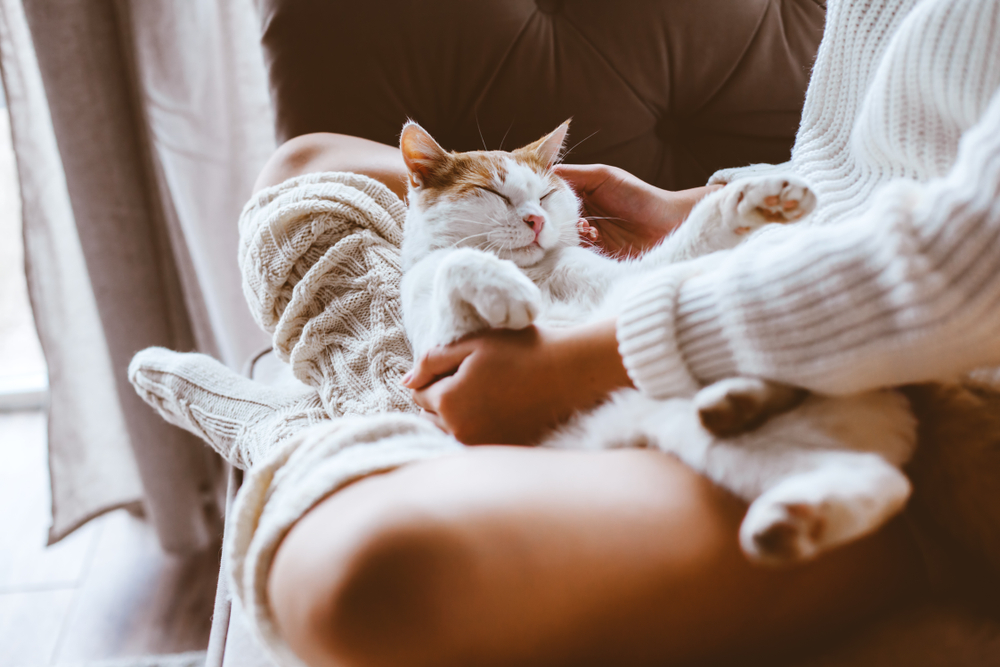 Why Does My Cat Sleep On My Legs? 11 Vet-Reviewed Explanations For This Behavior