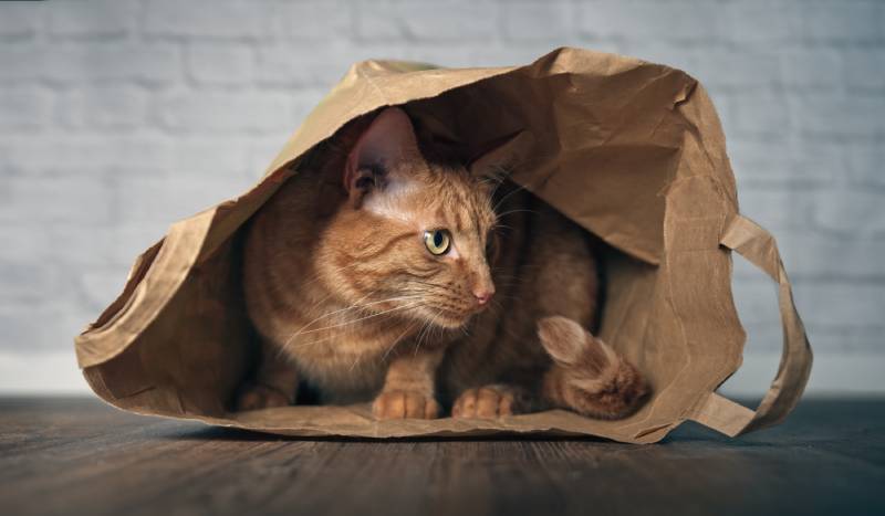 16 Common Household Items Cats Like to Play With