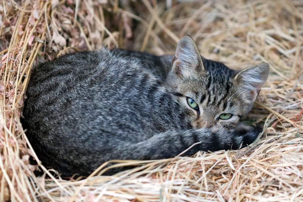 How to Get a Feral Cat to Use a Shelter: 8 Vet-Reviewed Tips & Considerations