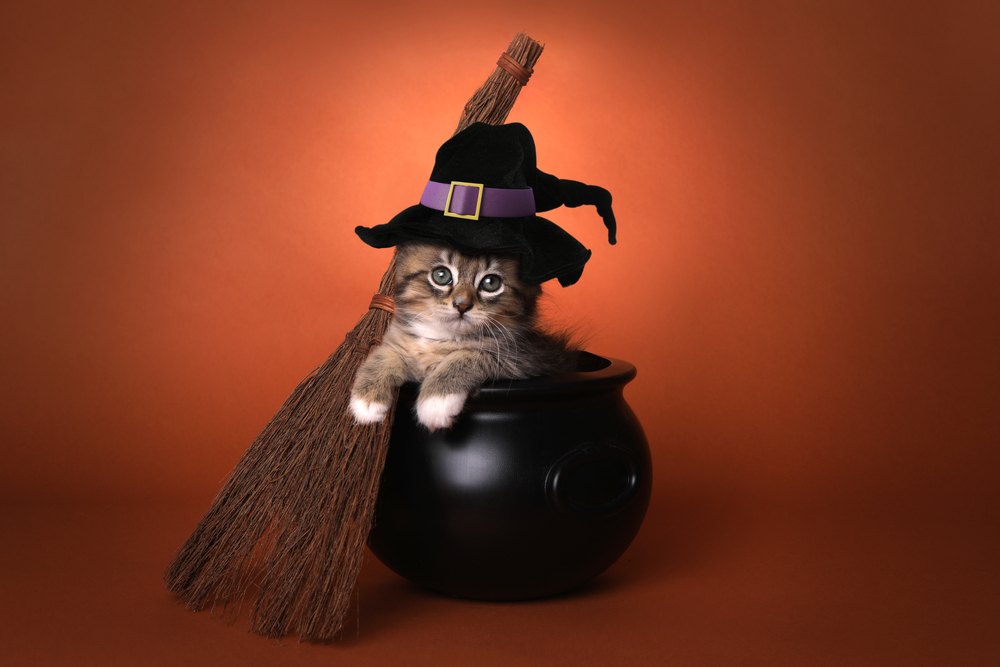 cute kitten in a witch costume