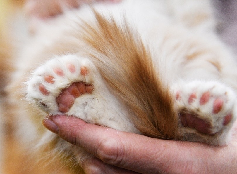 10 Fascinating Vet-Reviewed Facts About Polydactyl Cats (With Pictures)