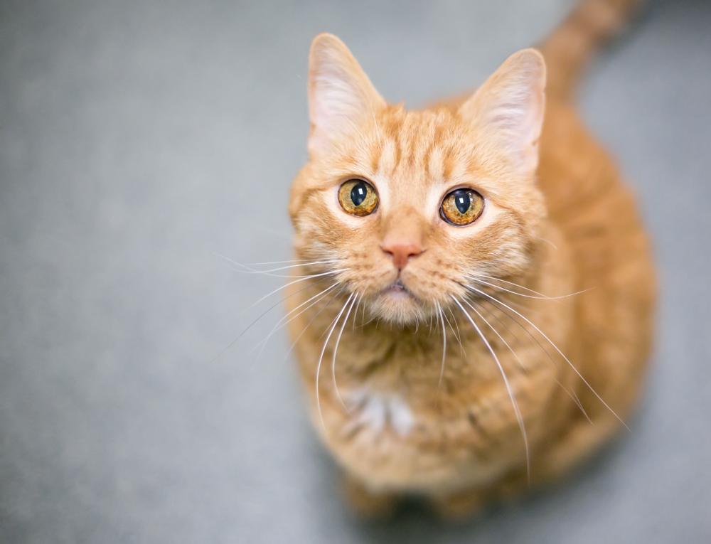 What Makes Orange Tabby Cats So Fascinating (It’s Not Just the Color)