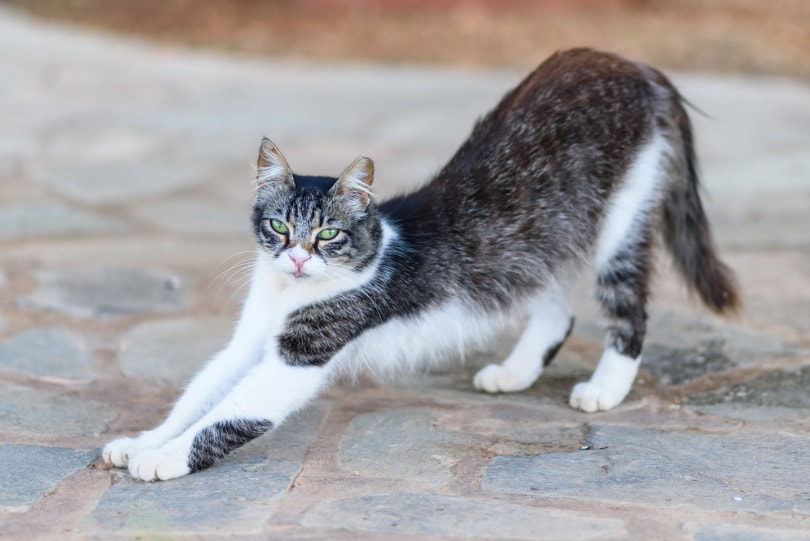 Aphrodite (Cyprus) Cat Breed: Info, Pictures, Temperament & Traits