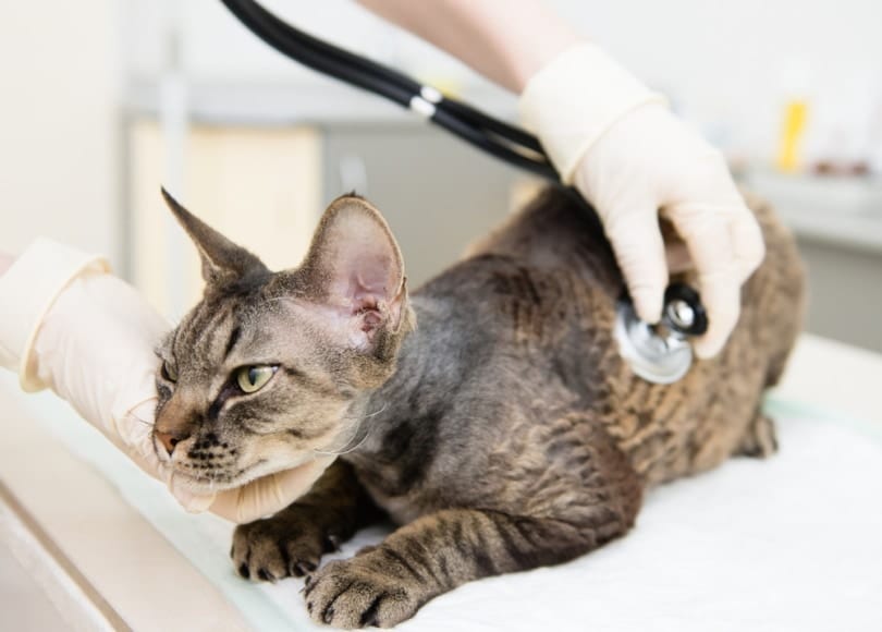 Can a Cat Get Parvo & Can They Get It From a Dog? Our Vet Explains