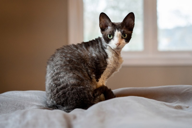Why Do Cats Sit on Their Toys? 6 Possible Vet-Reviewed Reasons for This Behavior