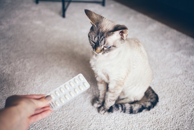 Can Cats Take Metacam (Or Any NSAIDS)? Facts & FAQ (Vet Answer)