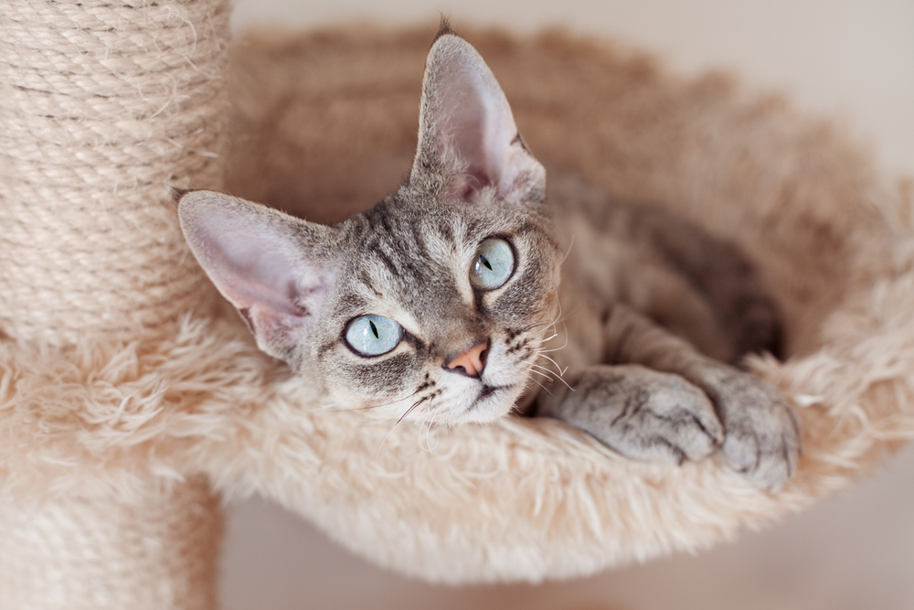 25 Essential Products to Spoil Your Cat (2026 Update)