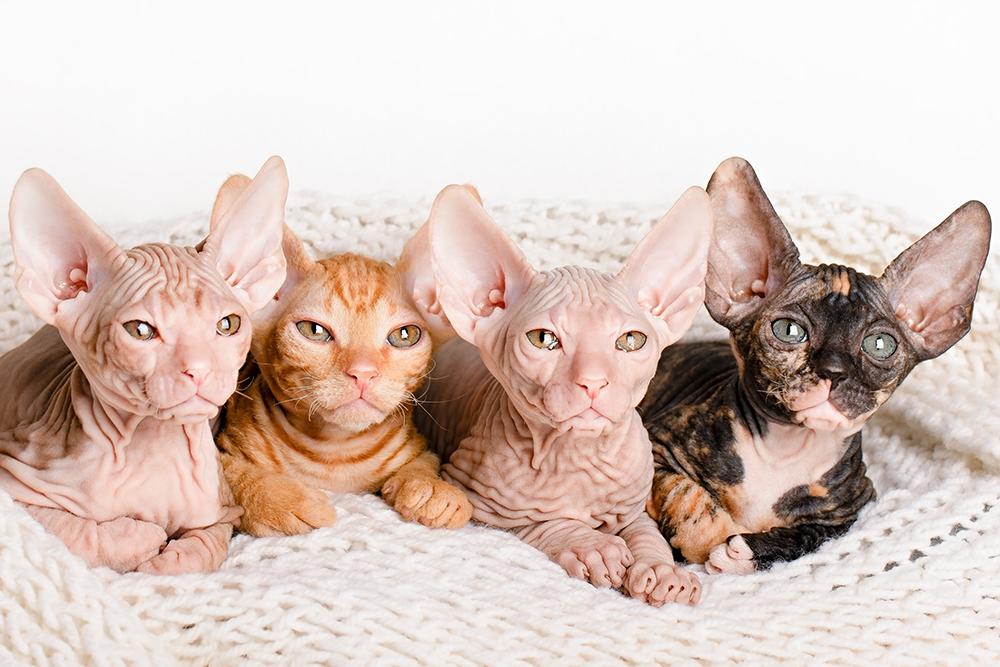 Sphynx Kittens For Sale in Wisconsin: Breeders List 2026