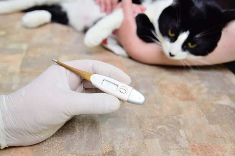 Why Does My Cat Have a Fever? 5 Vet-Reviewed Common Causes