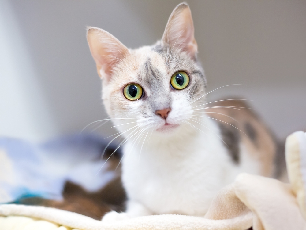 What is a Dilute Calico Cat? Vet Verified Facts (With Pictures)