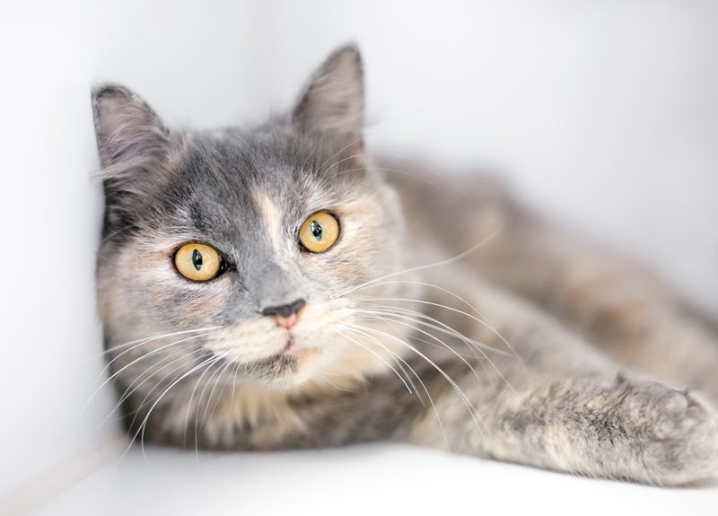 Can Cats Have Brown Eyes? What Science Tells Us