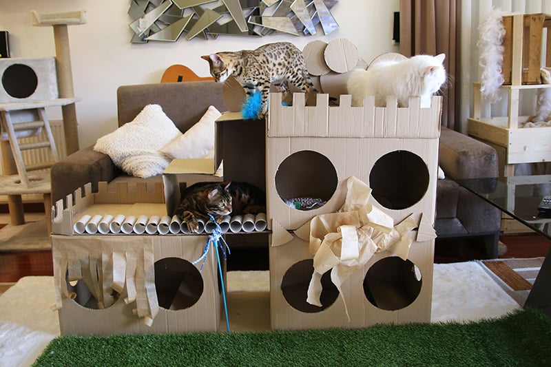 13 DIY Cat Fort Plans You Can Make Today (With Pictures)