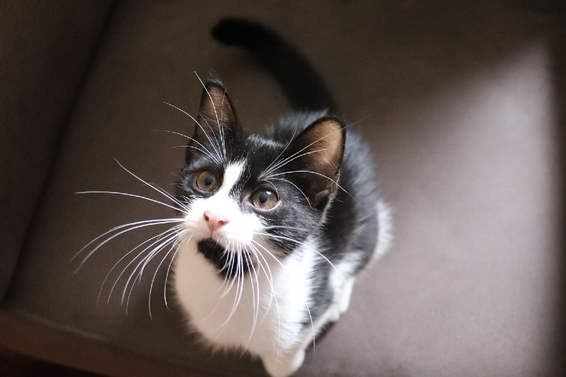 Do Cats Know Their Names? Our Vet Answers