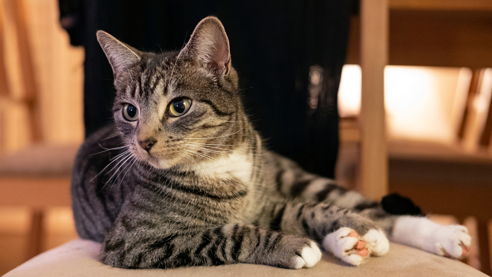 10 Fascinating Facts About Mackerel Tabby Cats (Vet-Verified)