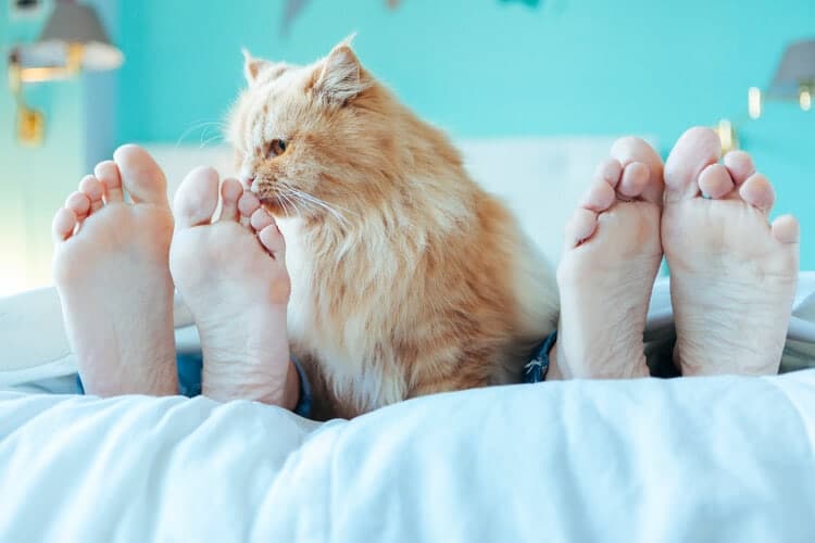 Why Do Cats Like Feet? 8 Interesting Reasons