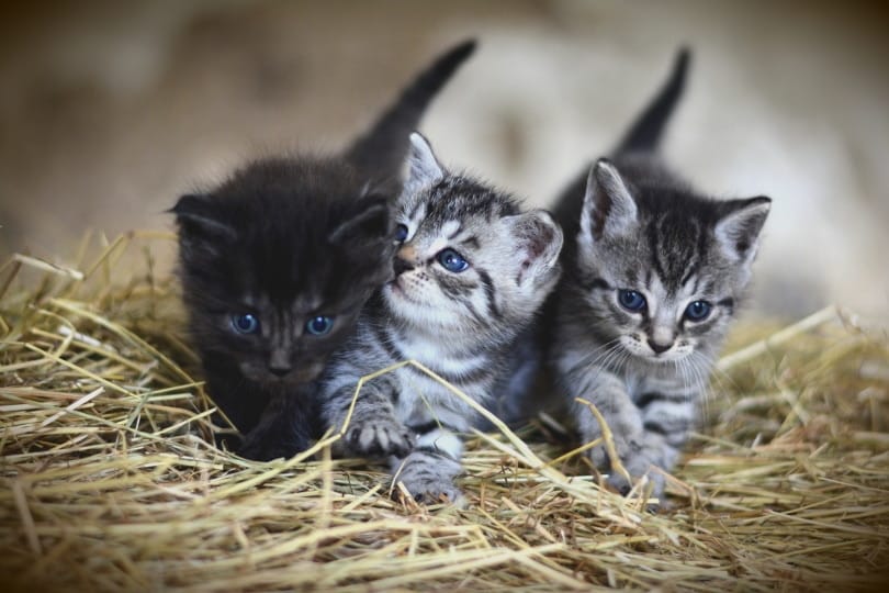 Do Cats Miss Their Kittens? Feline Maternity Behavior Explained