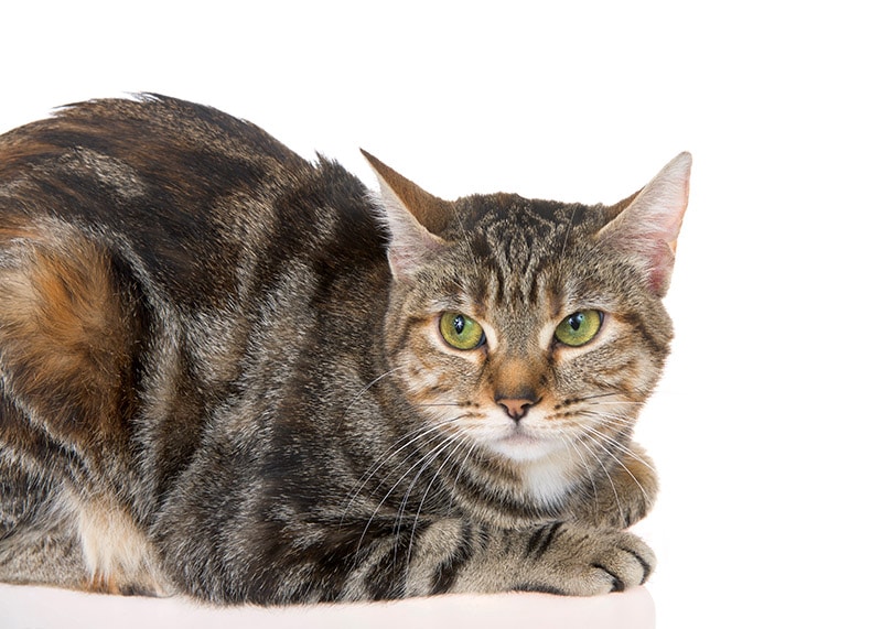 5 Egyptian Mau Mixed Breeds (With Info & Pictures)