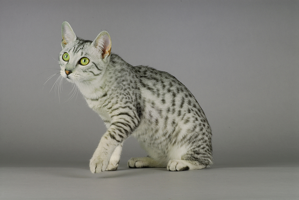Egyptian Mau Price: Average Cost Guide 2026