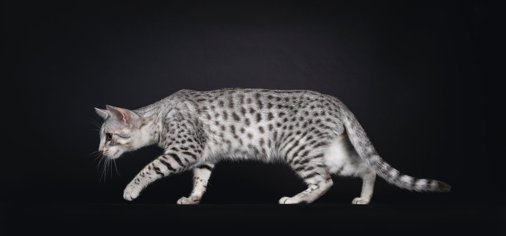 egyptian mau crawling