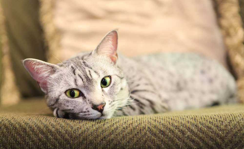 egyptian mau lying on a couch