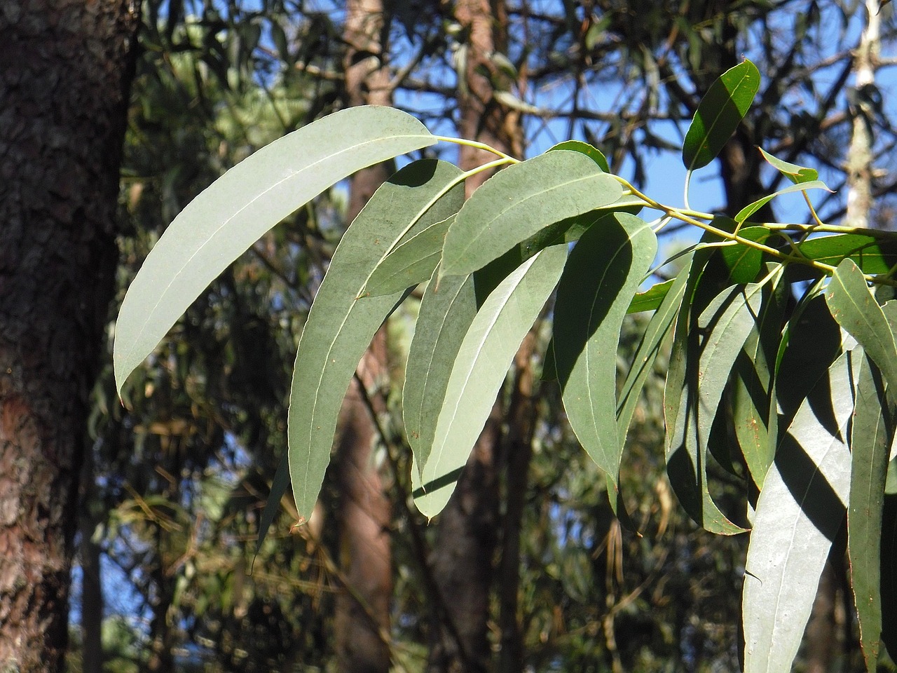 Do Cats Like Eucalyptus Scent? What You Should Know!