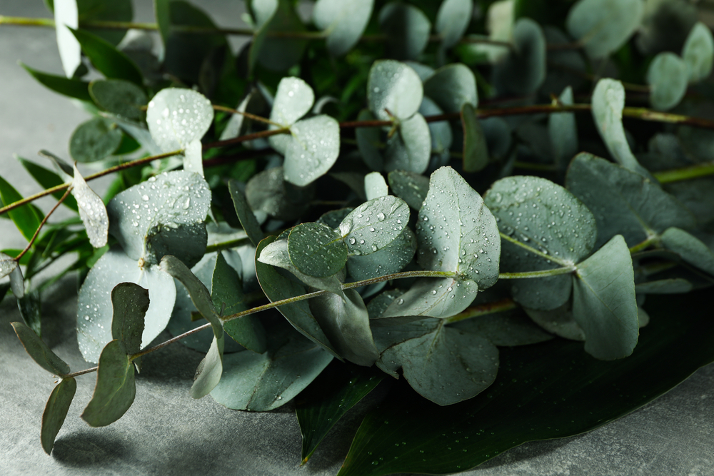 eucalyptus branches