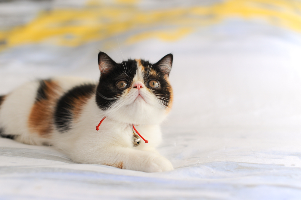 exotic shorthair cat lying on bed