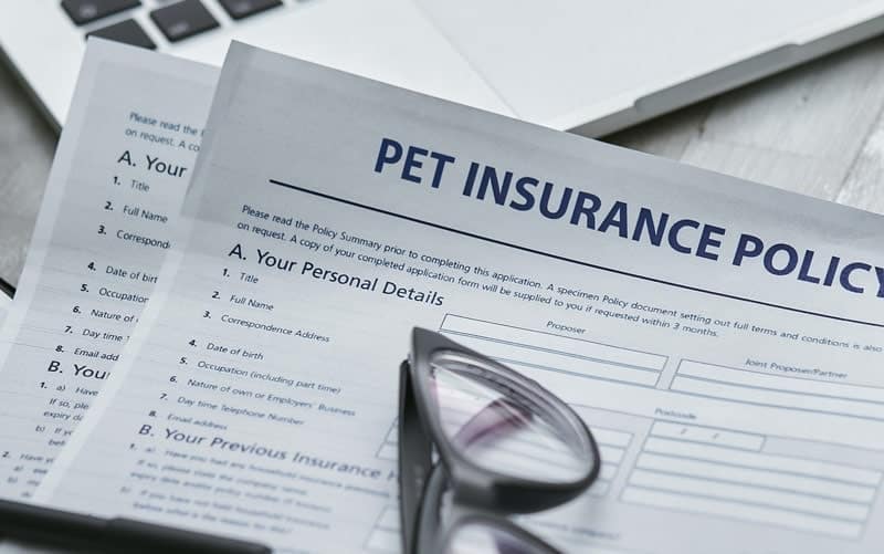 National Pet Insurance Month: 2026 Update & Interesting Facts