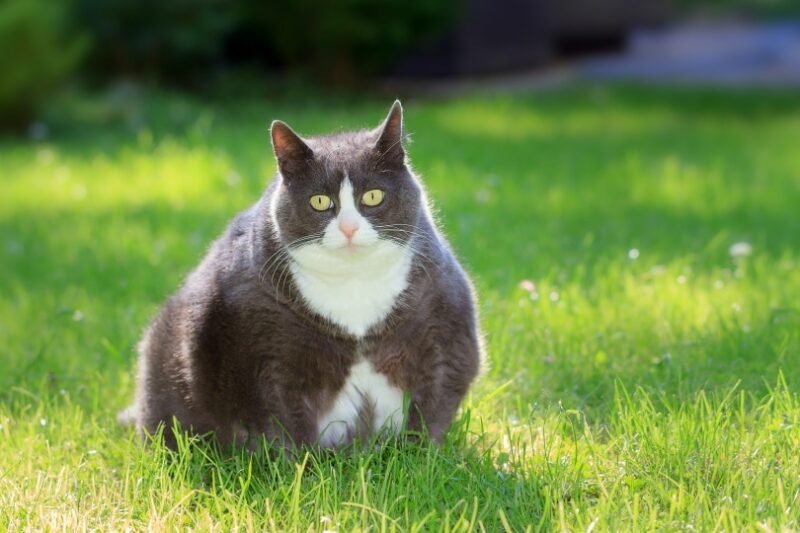 How to Help a Cat Lose Weight: Our Vet Answers