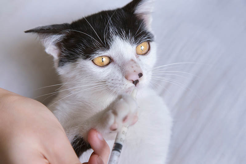 Do I Need to Put My Cat on a Liquid Diet? Vet-Approved Info & Guide