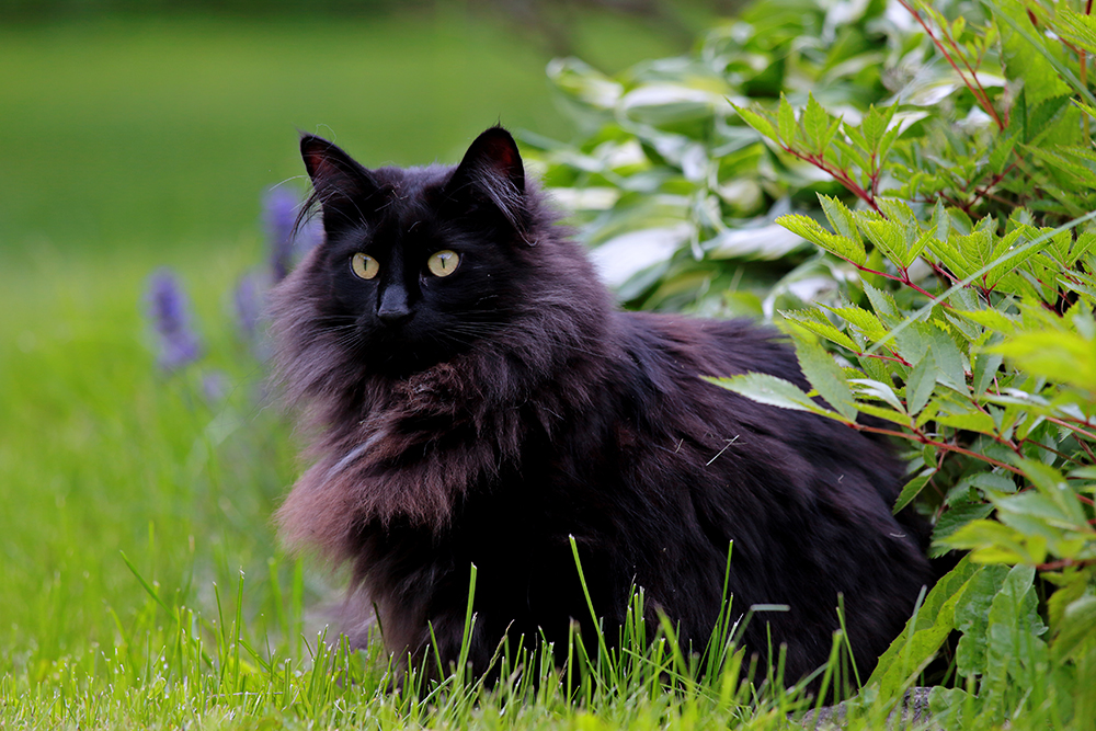 14 Gorgeous Black Cat Breeds (With Info & Pictures)