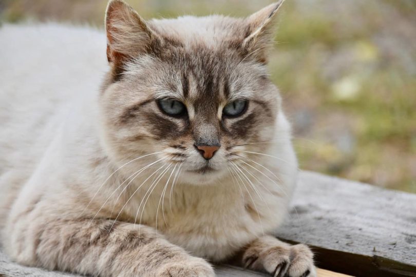 How Long Are Cats in Heat? Vet Reviewed Facts & Info