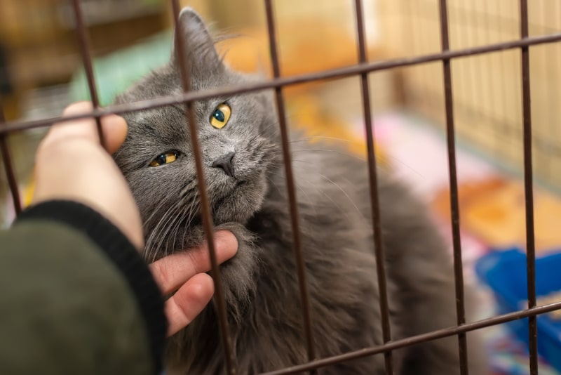 10 Compelling Reasons to Adopt a Cat (Vet Approved Guide)