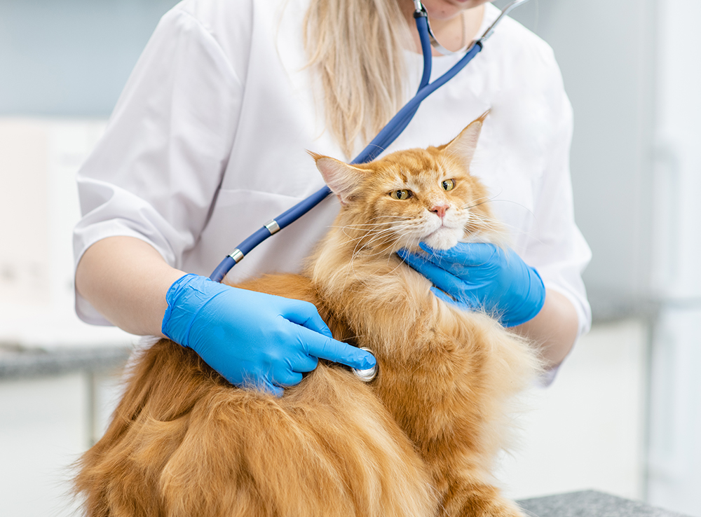 Pancreatitis in Cats: Signs, Care & Treatment (Vet Answer)