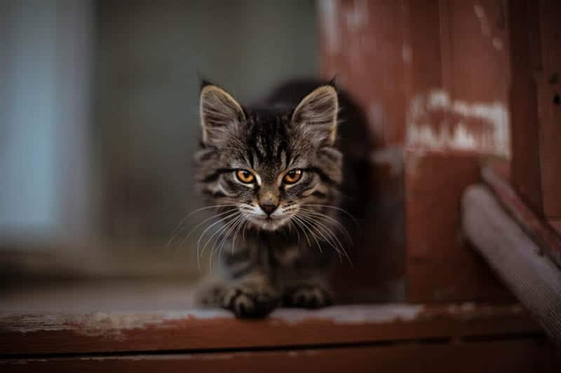 14 Incredible Feral Cat Facts You'll Be Surprised to Learn