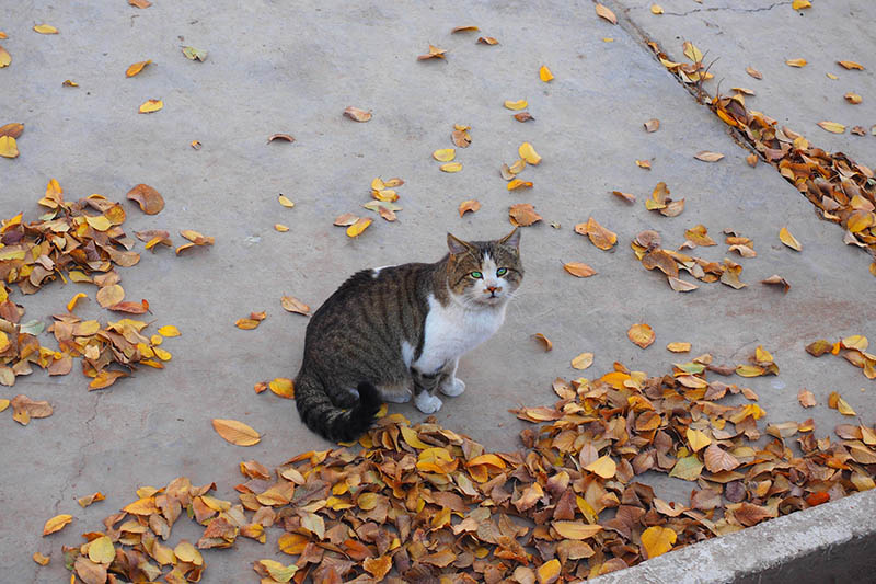 What Does Feral Cat Poop Look Like? Fecal Identification Guide