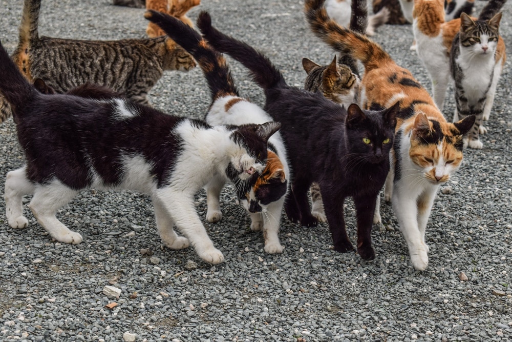 Caring For Feral Cats: Should You Do It? Vet-Approved Advice