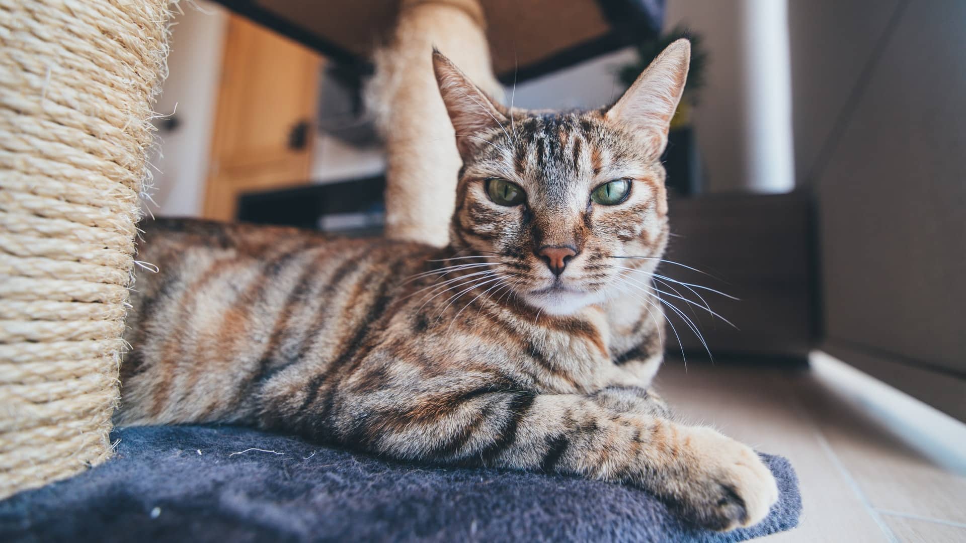 8 Vet-Approved Ways to Get Your Cat to Use a Scratching Post