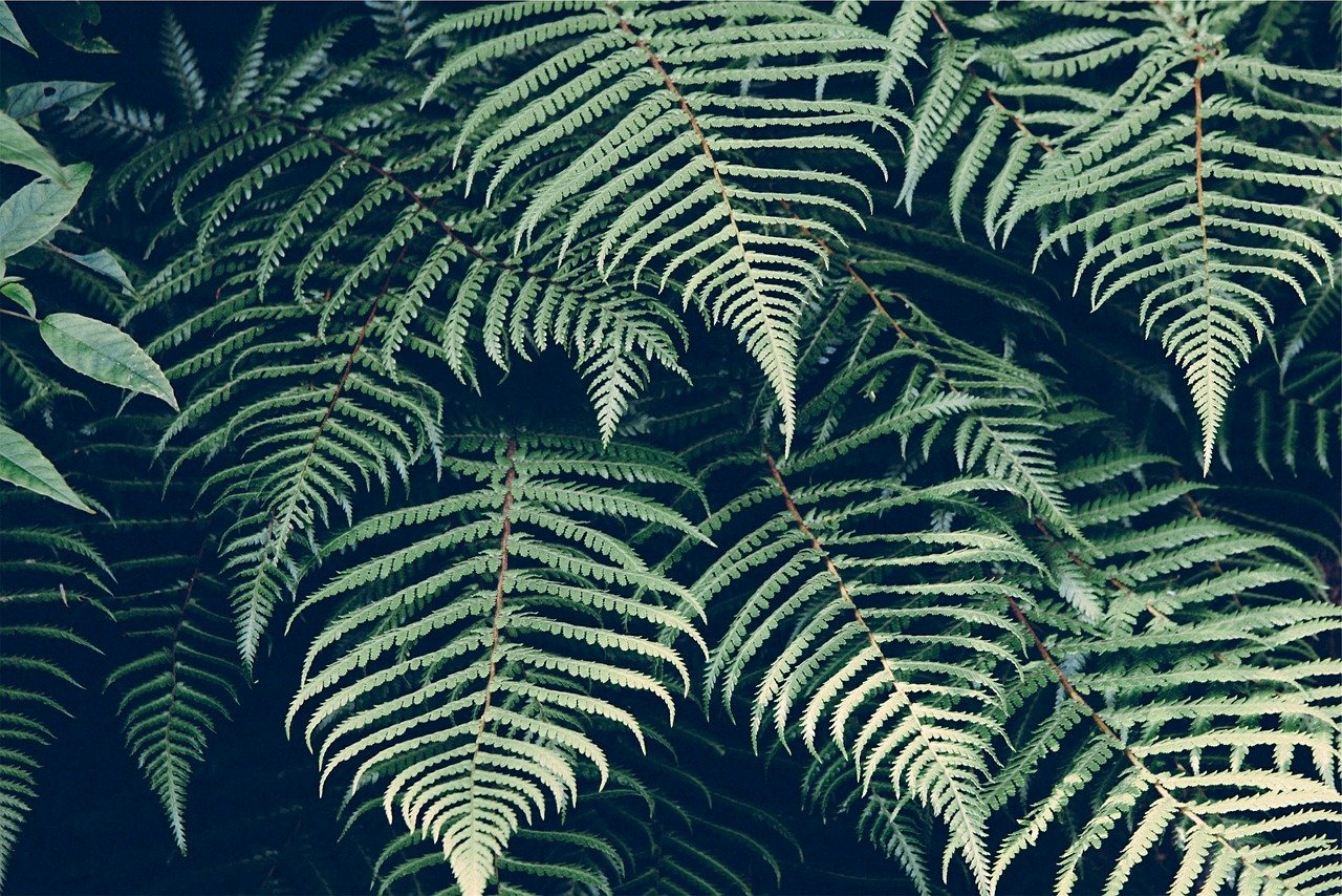 Are Ferns Toxic to Cats? Vet-Verified Facts & FAQ