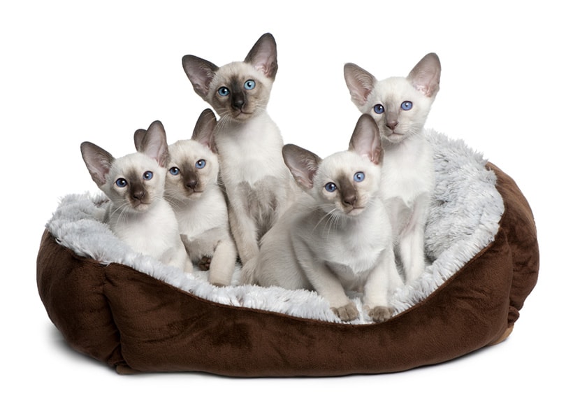 Siamese Kittens for Sale in Nevada: Breeders List 2026